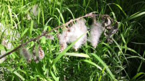 🌿 𝐒𝐮𝐫𝐯𝐞𝐢𝐥𝐥𝐚𝐧𝐜𝐞 𝐝𝐞𝐬 𝐩𝐨𝐥𝐥𝐞𝐧𝐬 𝐞𝐭 𝐝𝐞𝐬 𝐦𝐨𝐢𝐬𝐢𝐬𝐬𝐮𝐫𝐞𝐬&nbsp;: 𝐮𝐧𝐞 𝐝𝐞́𝐬𝐢𝐠𝐧𝐚𝐭𝐢𝐨𝐧 𝐨𝐟𝐟𝐢𝐜𝐢𝐞𝐥𝐥𝐞 𝐩𝐨𝐮𝐫 𝐥𝐞𝐬 𝐀𝐀𝐒𝐐𝐀&nbsp;!🌿