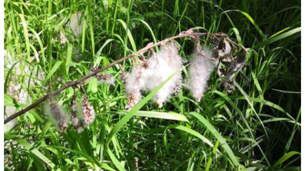 🌿 𝐒𝐮𝐫𝐯𝐞𝐢𝐥𝐥𝐚𝐧𝐜𝐞 𝐝𝐞𝐬 𝐩𝐨𝐥𝐥𝐞𝐧𝐬 𝐞𝐭 𝐝𝐞𝐬 𝐦𝐨𝐢𝐬𝐢𝐬𝐬𝐮𝐫𝐞𝐬&nbsp;: 𝐮𝐧𝐞 𝐝𝐞́𝐬𝐢𝐠𝐧𝐚𝐭𝐢𝐨𝐧 𝐨𝐟𝐟𝐢𝐜𝐢𝐞𝐥𝐥𝐞 𝐩𝐨𝐮𝐫 𝐥𝐞𝐬 𝐀𝐀𝐒𝐐𝐀&nbsp;!🌿